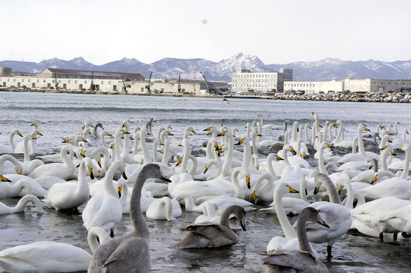 Siberian swans migrate to China