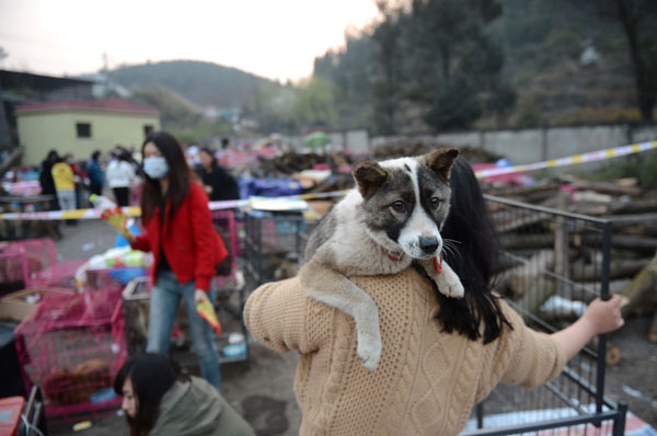 Truck loaded with dogs stopped by animal activists