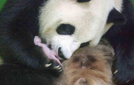 Панда сколько детенышей. Большая Панда с детенышем. Родились Детеныши панды. Панда рожает детёныша. Панда вынашивает.