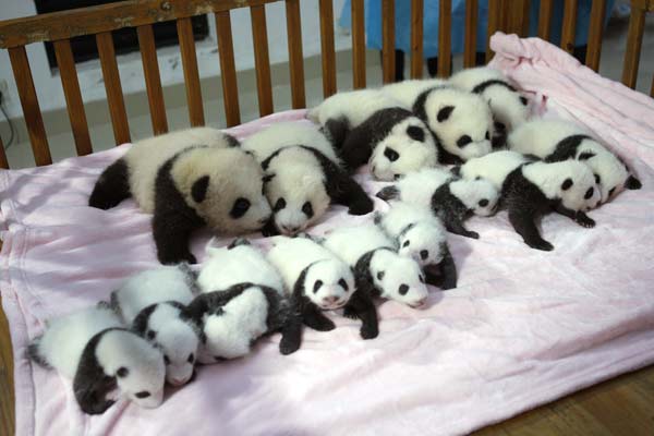 Panda cubs make debut during National Day