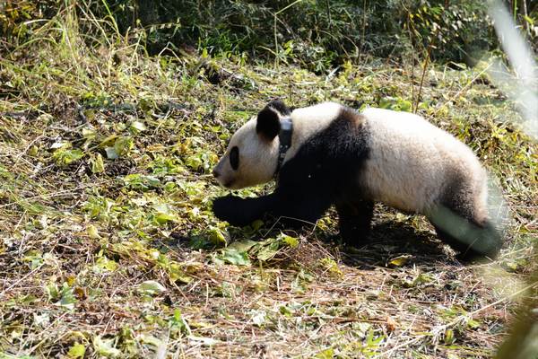 Wolong panda set for a walk on the wild side