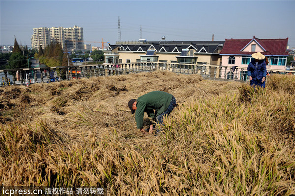 Zhejiang farmer's rooftop plants achieve harvest