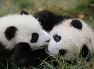 Beyond 'panda diplomacy'