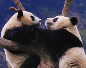 Beyond 'panda diplomacy'