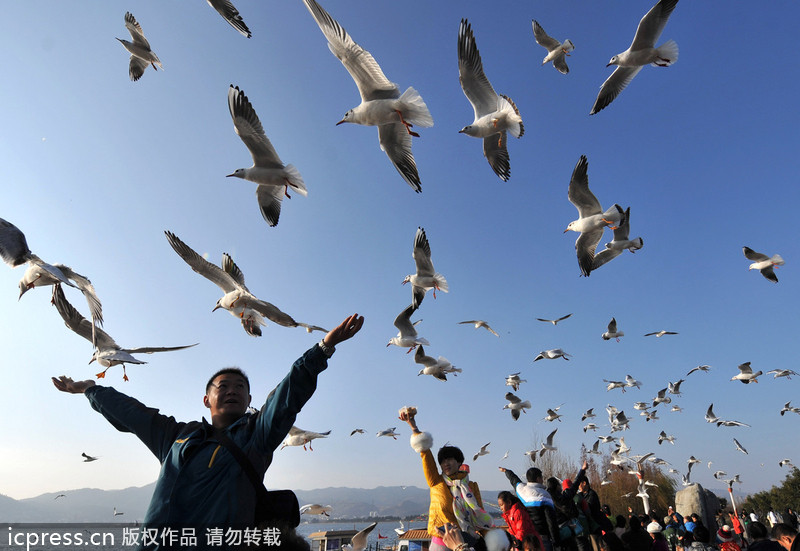 Record number of birds wintering in Kunming