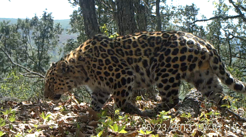 China releases video of wild Amur leopards