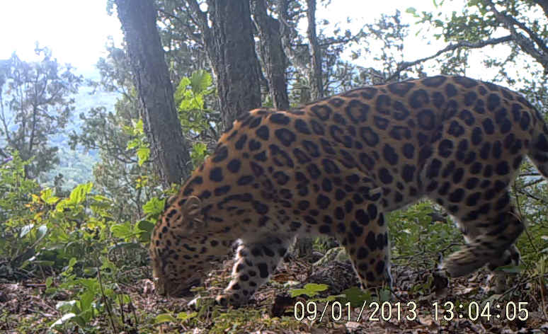 China releases video of wild Amur leopards
