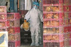 Resurgent bird flu culls poultry industry