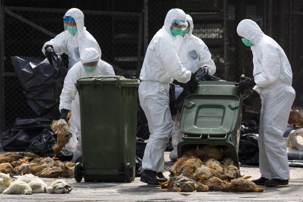 HK to cull 20,000 chickens over H7N9