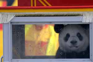 Pandas receive rockstar reception in Belgium