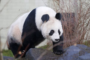 App calls for panda protection