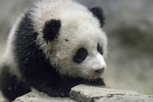 Zoo installs TV to cheer panda up