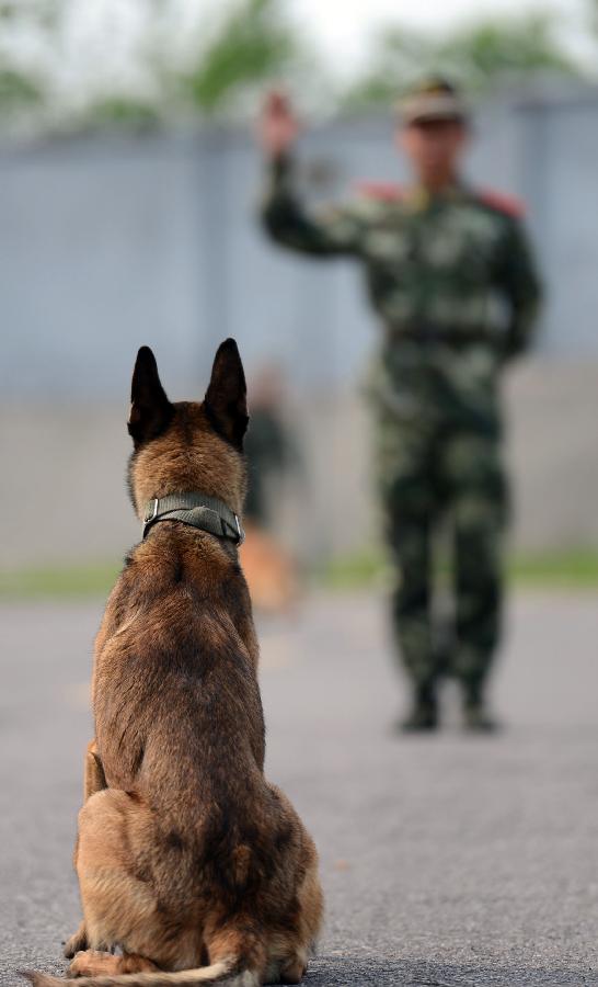 Police dog training base in Nanjing