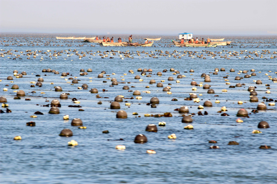 Peak season for kelp in Shandong
