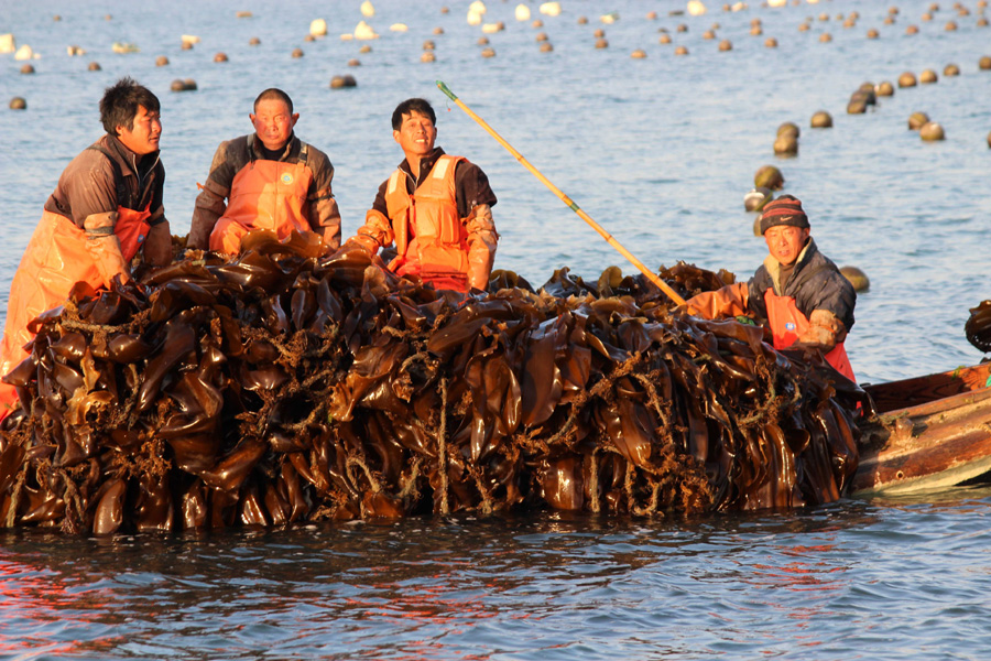 Peak season for kelp in Shandong