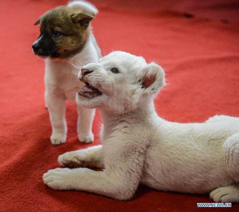 White lion cub nursed by dog in wildlife park