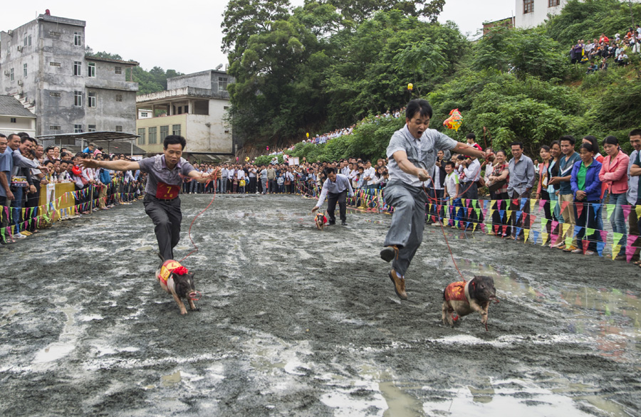 Fast-pacing piglets in S China