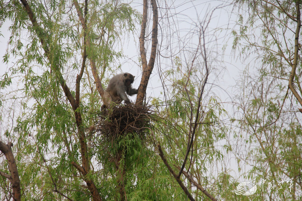 Chinese air force trains monkeys to remove bird’s nests