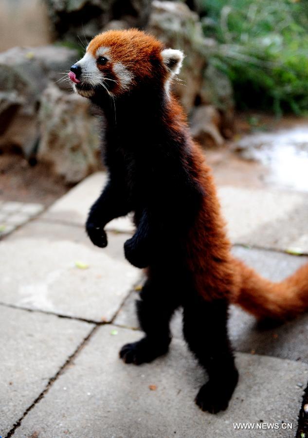 Red pandas from Fuzhou to become new residents in Taipei