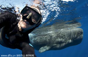 Gargantuan pilot whales arrive: the first two in China