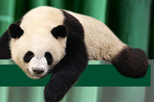 Pandas in Shandong are going home