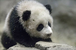 Wild panda found dead after mudslide