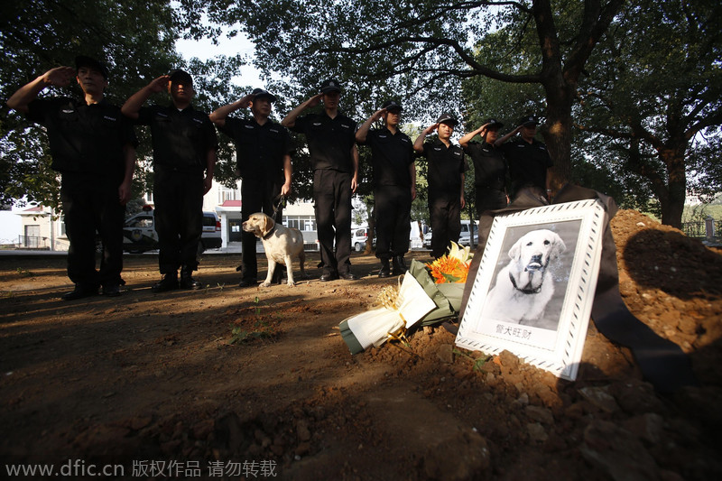 Hero police dog buried in Wuhan