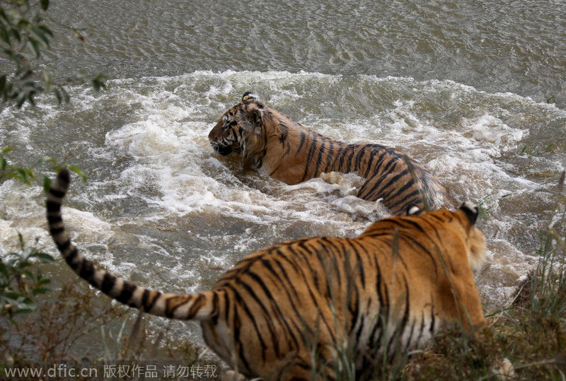 Siberian tigers stay cool in the heat in E China