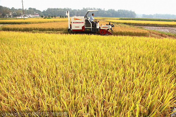China maps out agricultural consolidation plan