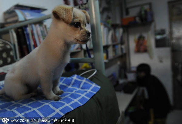 Chinese students turn to pets for company