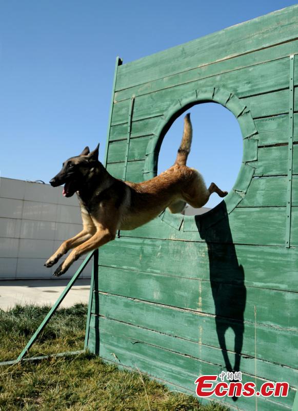 Rescue dogs show skills in NW China