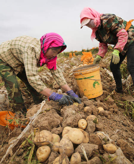 Potato upgraded as new staple crop