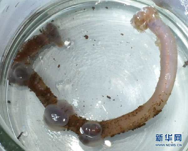 China's sub finds mysterious deep-sea living beings