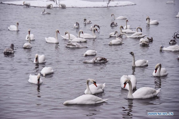 Migratory birds at Swan Spring Wetland