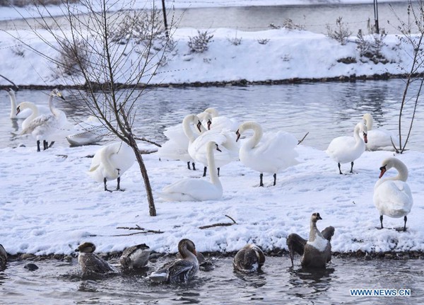 Migratory birds at Swan Spring Wetland