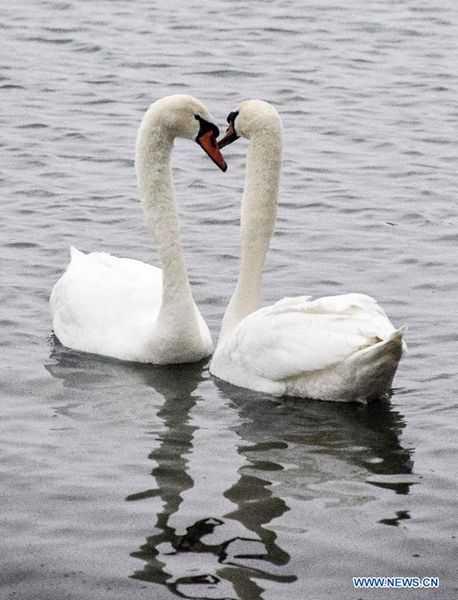 Migratory birds at Swan Spring Wetland