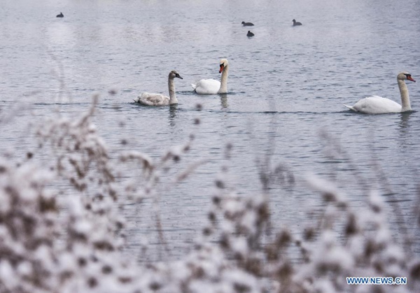 Migratory birds at Swan Spring Wetland