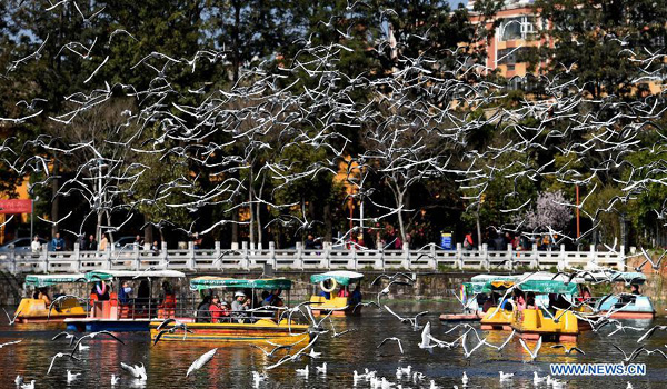 Black-headed gulls seen at Cuihu Park in Kunming
