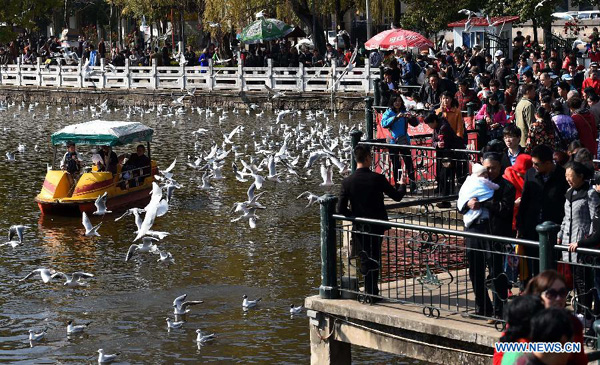 Black-headed gulls seen at Cuihu Park in Kunming