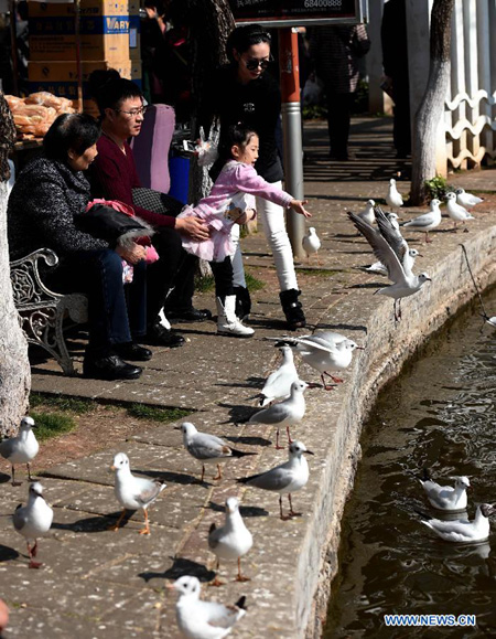 Black-headed gulls seen at Cuihu Park in Kunming