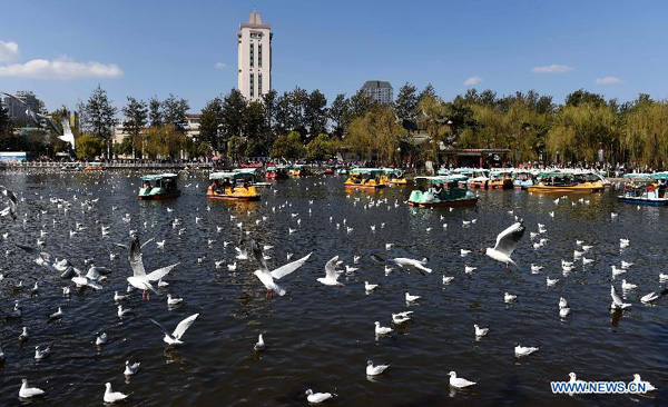 Black-headed gulls seen at Cuihu Park in Kunming