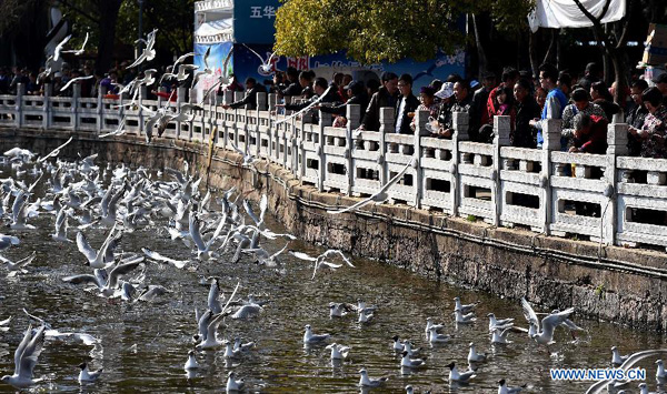 Black-headed gulls seen at Cuihu Park in Kunming