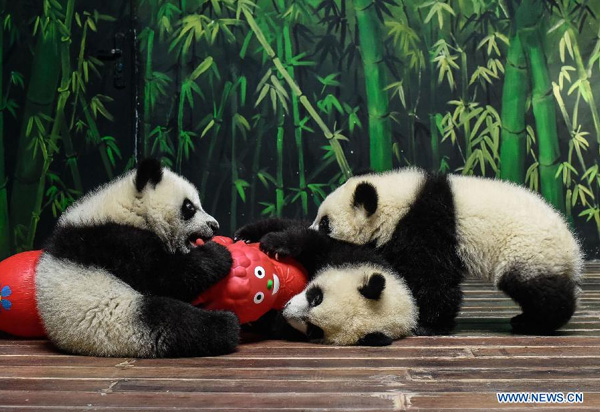 Latest survey finds increase in wild giant pandas