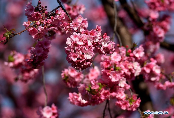 Visitors enjoy cherry blossom in a park in SW China's Yunnan