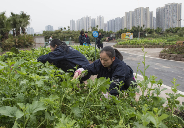 10,000-sq-m farm built on rooftop