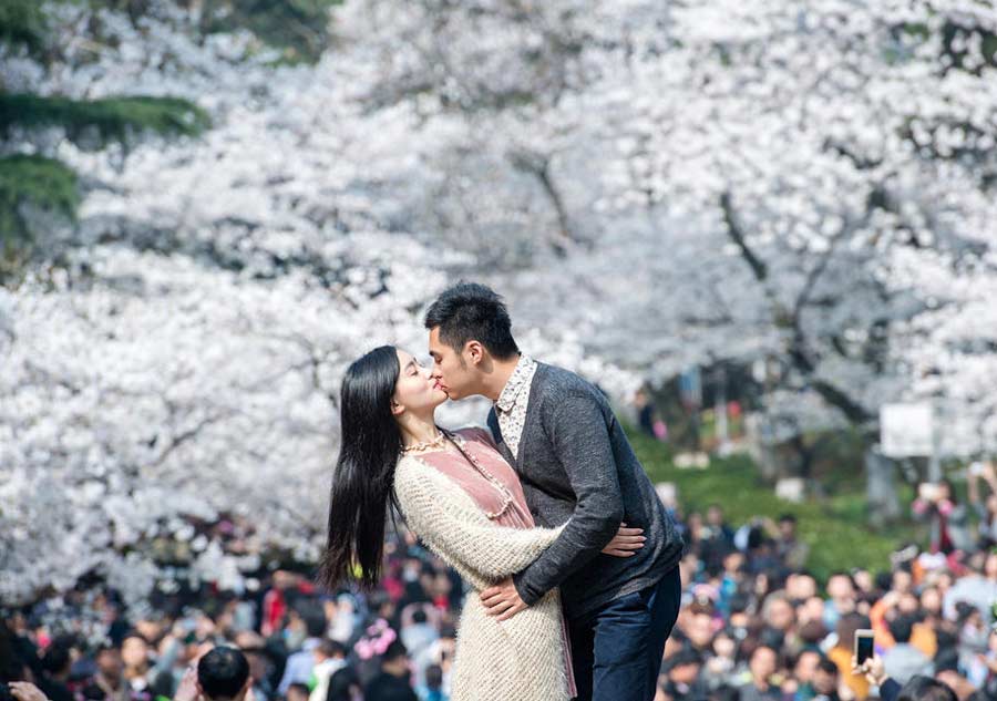 Visitors crowd university to view cherry blossom