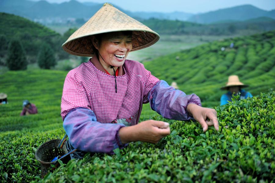 Farmers pick up tea leaves before Qingming Festival