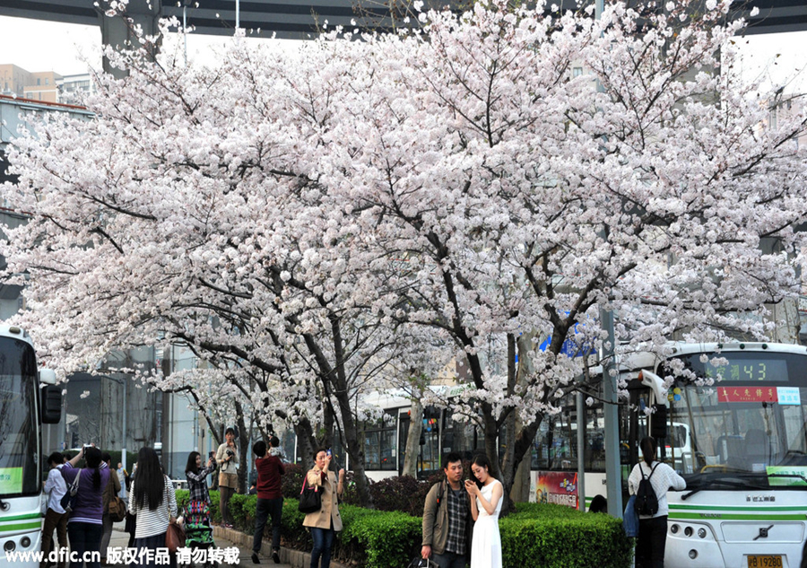 Blossoms add tenderness to bus stop