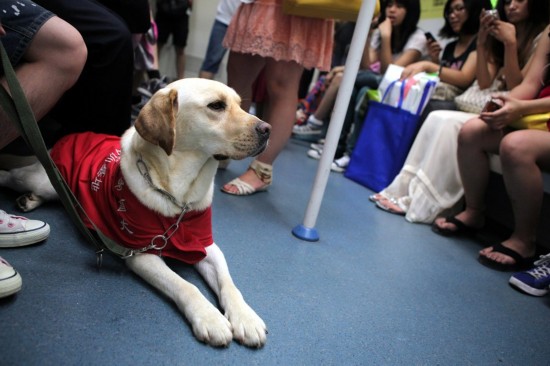 Railway authorities mull guide dog policies