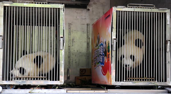 New panda pair sent to Macao